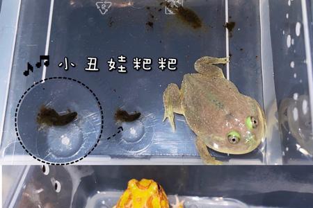 角蛙多少度开始加温