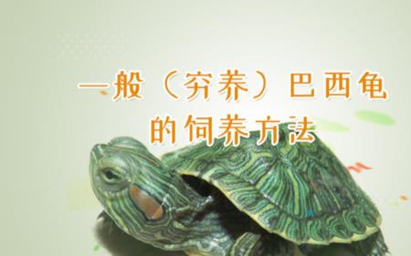 巴西龟蛋人能吃吗