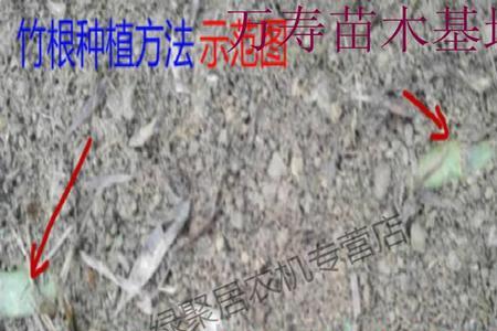 巨龙竹可以用竹鞭种植吗