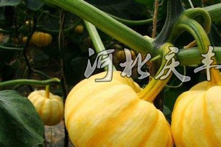 什么品种的南瓜又面又甜