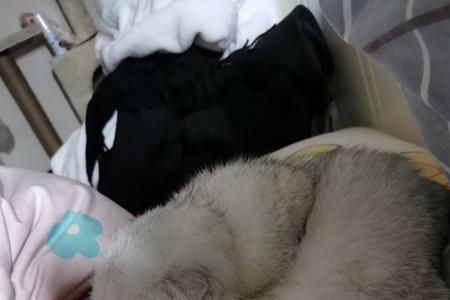 猫咪怀孕钻被窝什么意思