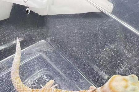 蛙眼守宫母的好还是公的好