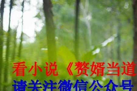 赘婿当道哪里更新最快