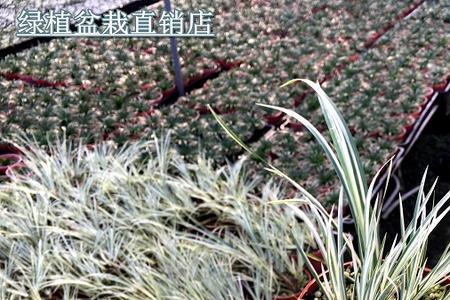 金凤凰菖蒲可以水养吗