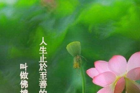 愿你温尔善什么意思
