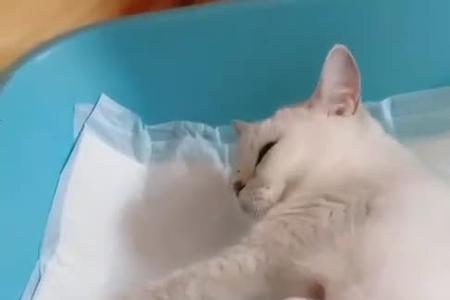 猫咪哺乳期会怀孕吗