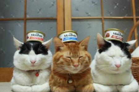 猫吃白水鱼好吗
