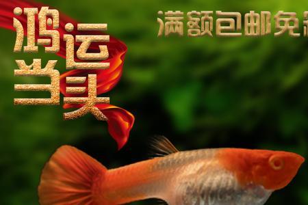 鸿运当头鱼怀孕多久生小鱼