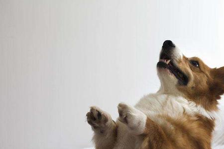 柯基幼犬喊它没反应
