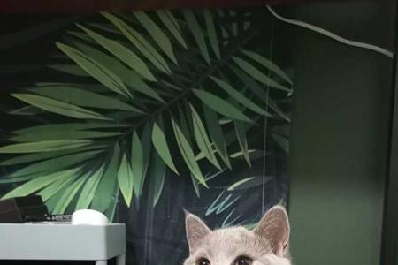 蓝猫和重点色英短哪个贵