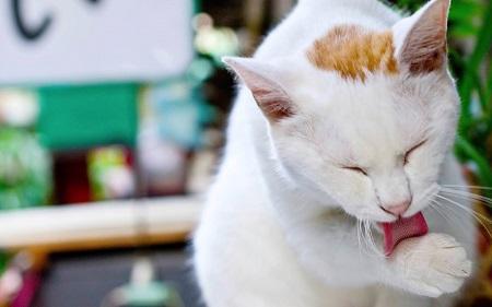 猫吃燕麦的好处和坏处