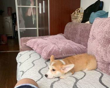 柯基吃饱后多久可以遛