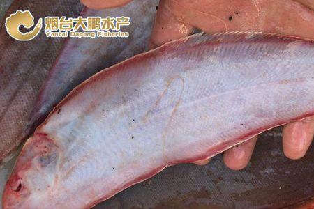 莱州湾的巴子鱼学名是什么