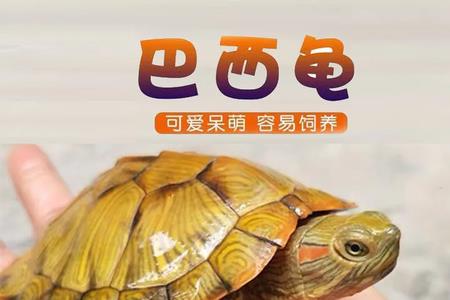 长寿龟能长多大