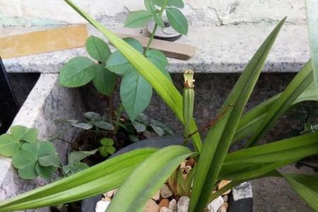 兰花剪花杆留多长