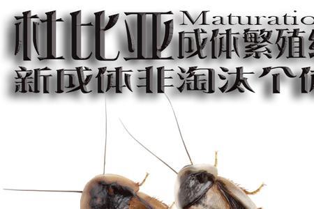 杜比亚扦插