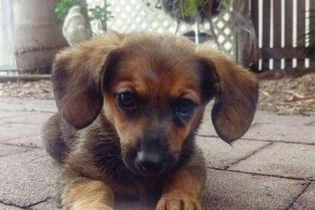 腊肠犬有大型与小型吗