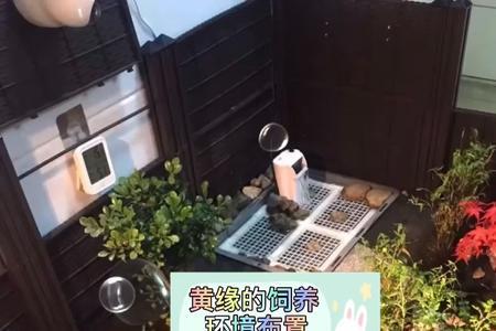 黄缘龟的七大禁忌