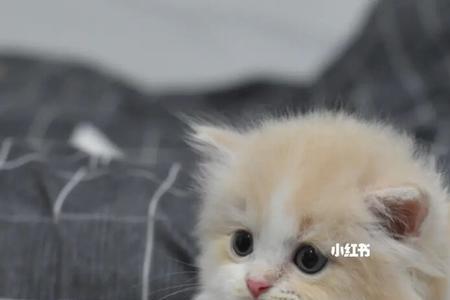 矮脚猫总是配不上怎么办