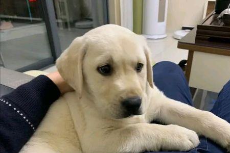 为什么有些拉布拉多犬胆子很小