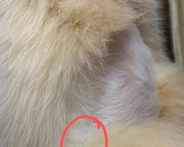 猫咪有跳蚤需要关起来吗