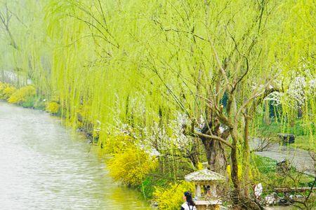 杨柳摇曳啥意思
