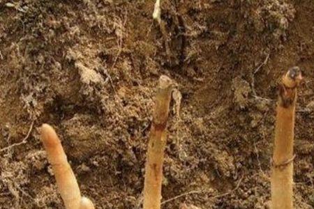 野生天麻一年能长好大