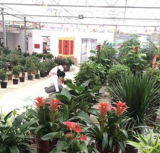 西安含元花卉市场营业时间