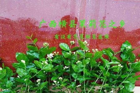 重瓣茉莉有毒吗