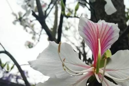 红花和白花的区别