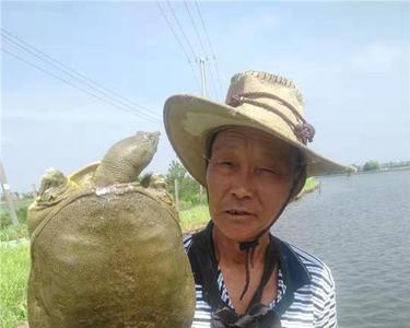 鱼塘里面能不能养甲鱼