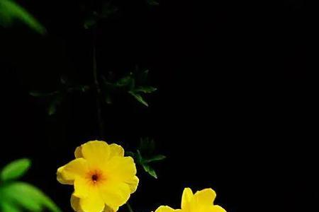 红素馨迎春花北方能养吗