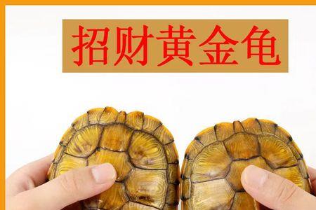 穷人如何养小乌龟