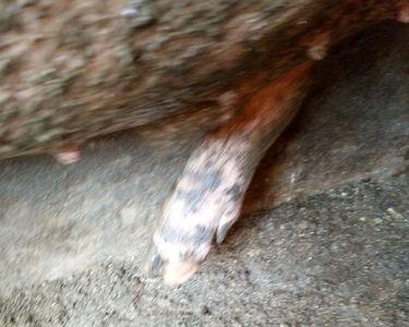 300斤猪的头蹄下水大概多少斤
