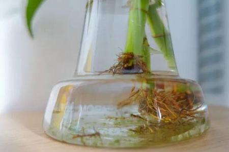 矿泉水和自来水能混用浇花吗