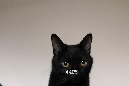 猫的遥控器丢了怎么办