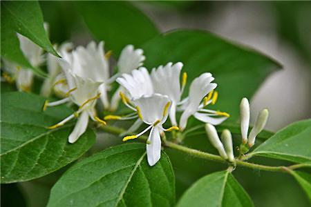 野生金银花什么时候开花最好