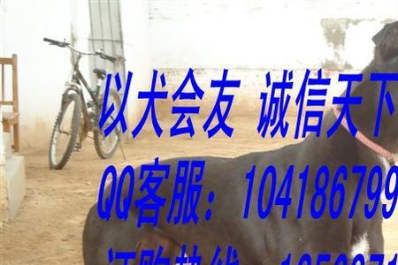 惠比特兴奋度不高怎么训练