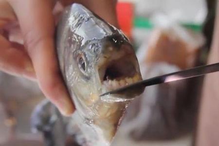 食人鱼多大能繁殖