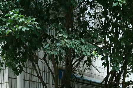广西艺术学院桂林校区是干啥的