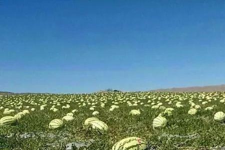 四川地区喊的幺瓜是啥意思