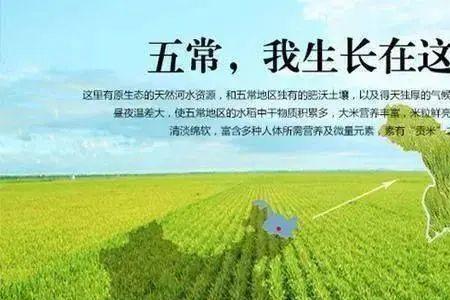 碱地大米和五常大米的区别