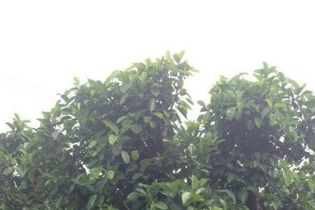 大叶榕和小叶榕的区别