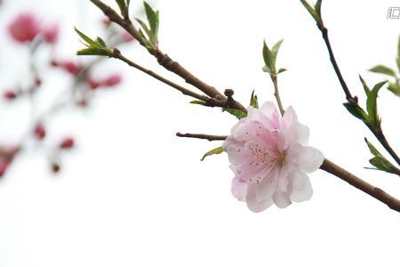 一枝桃花六瓣开的意思