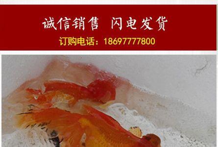 龙睛产卵是什么样子的