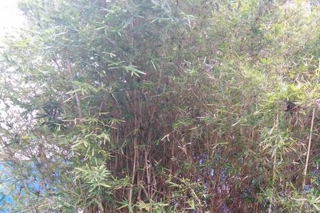 丝琴竹的种植方法