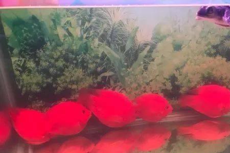 新入缸鱼爆氧多久