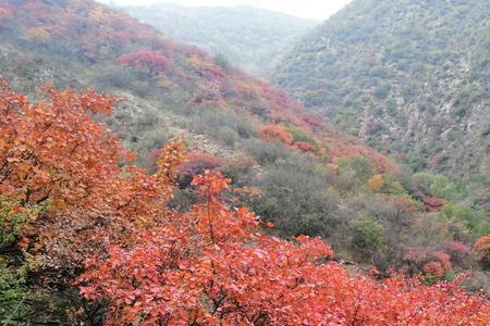 紫家峪红叶最佳观赏时间