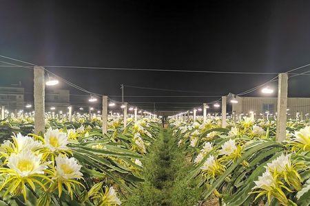 适合关中地区种植的火龙果品种