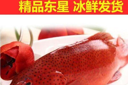大眼红石斑鱼为什么这么便宜